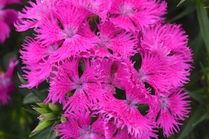 Dianthus 'Rockin' Purple' 